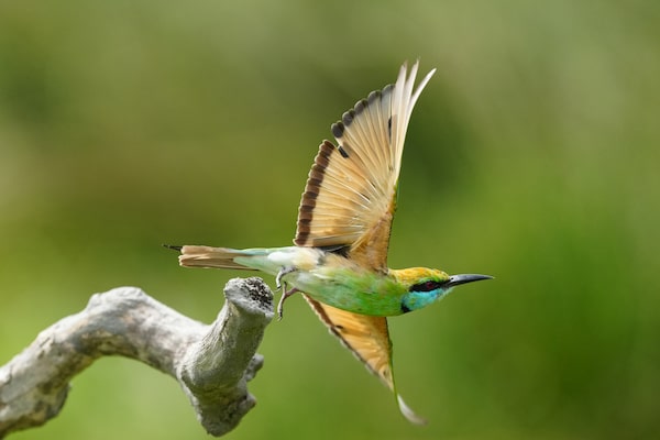 Imagen de ejemplo que muestra el momento en que un pájaro alza el vuelo desde una rama