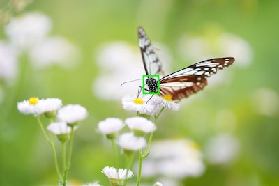 Imagen de ejemplo de un tipo de sujeto (insecto) reconocible por la IA de la cámara