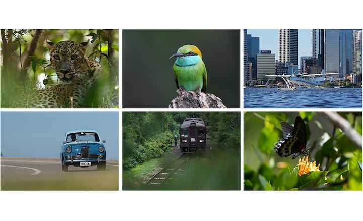 Fotos de muestra de sujetos reconocibles: leopardo, pájaro, avión, auto, tren y mariposa.