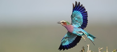 Imagen de ejemplo de un pájaro en vuelo