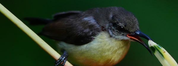 Foto de un pájaro pequeño