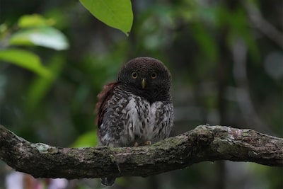 Foto de un pequeño búho posado en una rama